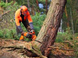 How Our Tree Care Process Works  in  Lansing, KS
