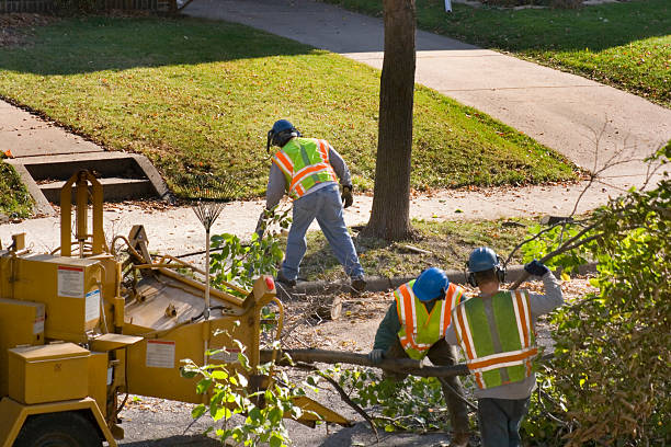 Best Emergency Tree Removal  in Lansing, KS